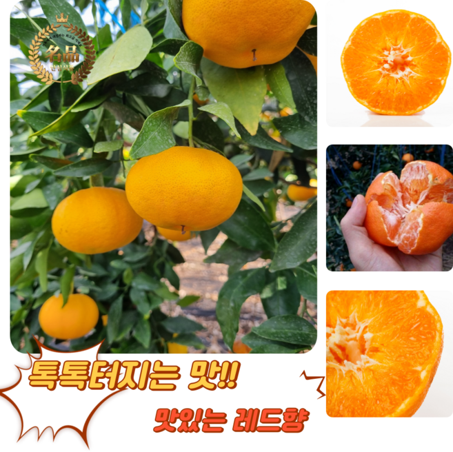 [굿피플] 레드향 제주도레드향 못난이레드향 천혜향 한라봉 감귤 한라봉, 1박스, 가정용 레드향 5kg 중소과(20-30과 내외)