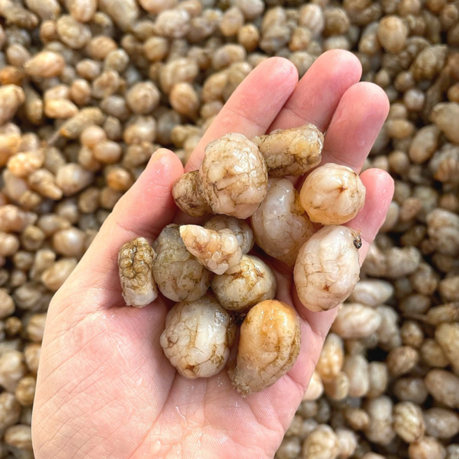 삼시세끼연구소 짙은바다향 통영 생물 오만둥이 오만디 특품, 1박스, 1kg