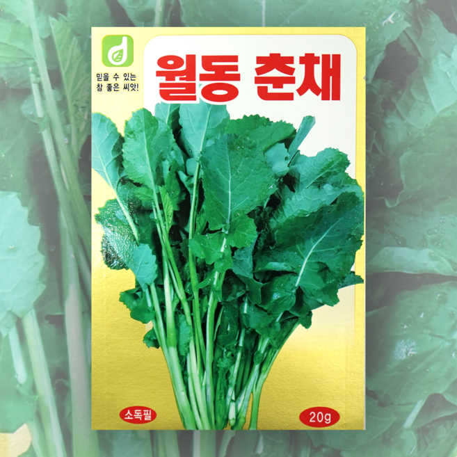 월동춘재씨앗 하루나 20g 한국대농종묘 씨앗 종자 채소씨앗, 1개
