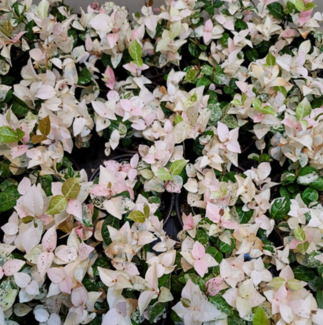 설화마삭줄(색상무지 좋아요), 1개