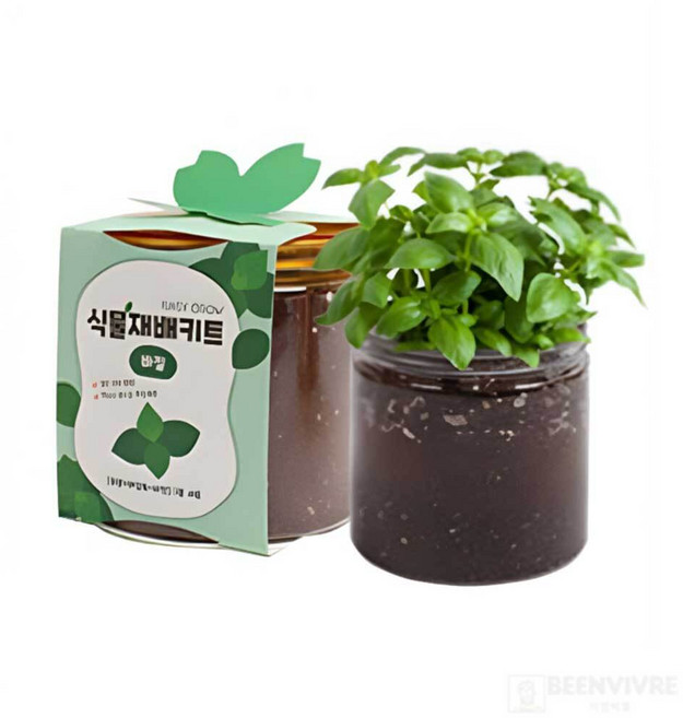 집에서 바질 키우기 식용 허브 식물 투명 화분 재배 키트, 레몬밤