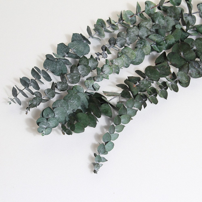 화연양화 프리저브드 유칼립투스 구니 블랙잭 5개입 시들지않는생화