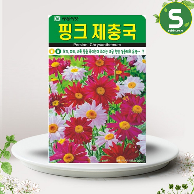 핑크 제충국씨앗 200립 천연 살충제 다년생 꽃씨앗 종자, 4개