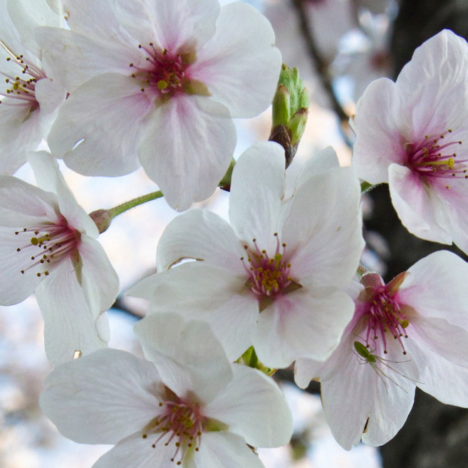 [충북농원] 왕벚나무 벚나무 묘목 - 분묘, 1개, R4/H1.0/분