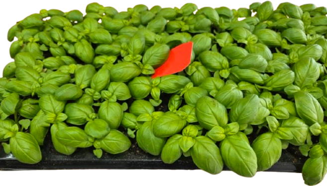 바질 모종 허브 키우기 화분 스위트 잎채소 주말농장 텃밭 샐러드 바질모종 10주, 1개