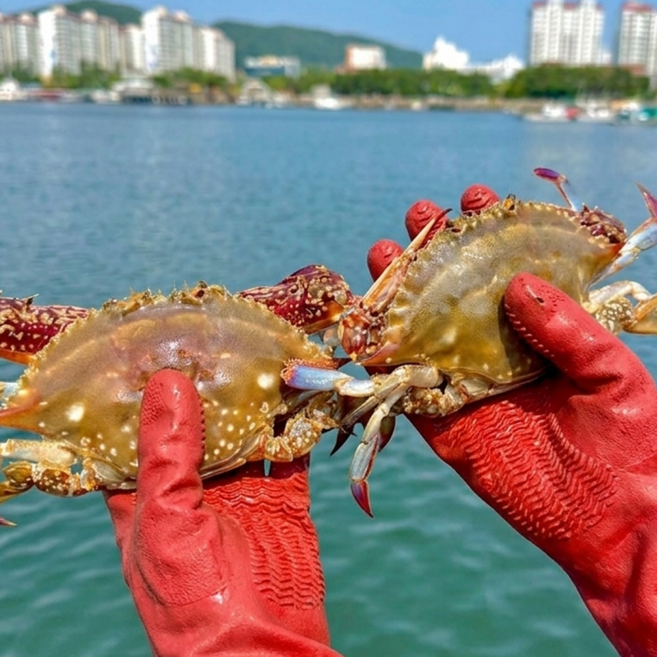 [국내산] 생물 알배기 암꽃게 당일조업, 1박스, 1kg 소(4~6미 내외)