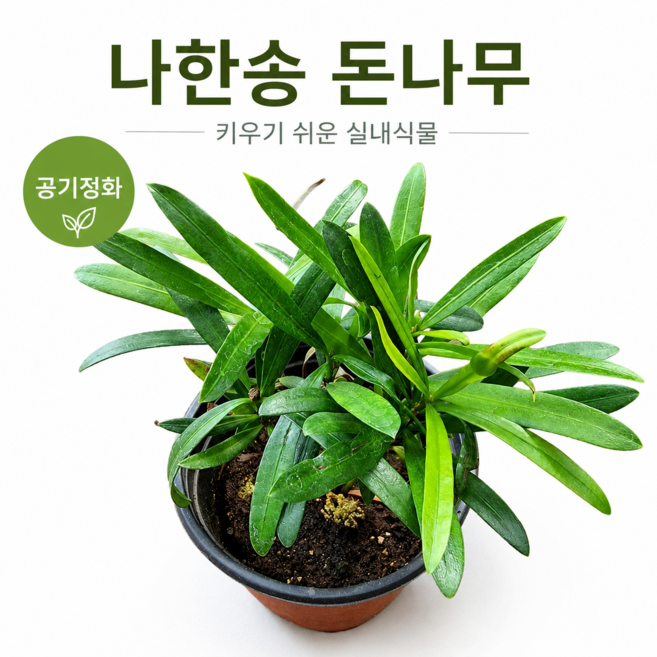 나한송 화분 키우기 쉬운 돈나무 실내 공기정화 거실개업선물 공기정화식물 초보자용식물