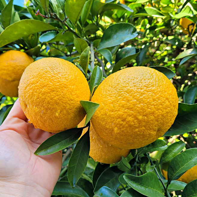 제주 하귤 나스미깡 아마나스 3kg 5kg 10kg, 1박스, 2.5kg