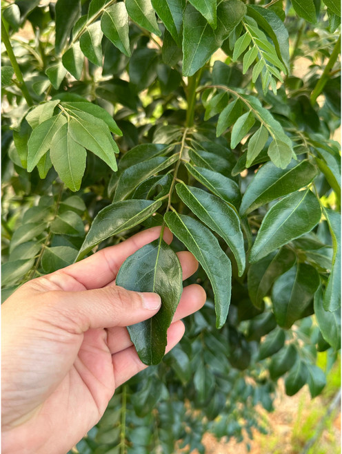 신선한 카레 잎 (Fresh Curry Leaves), 100g x 1, 100g, 1개