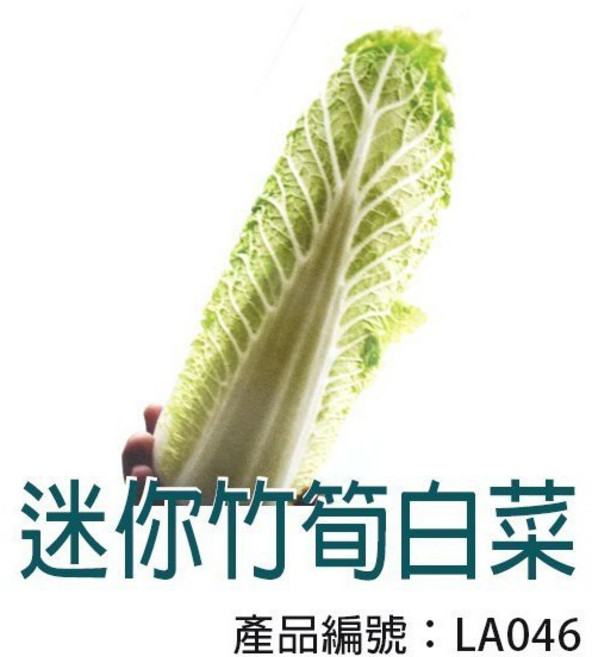 【醬米資材】DIY種子栽種 迷你竹筍白菜 - 親子盆栽組 居家園藝 陽台蔬菜種植, 1個
