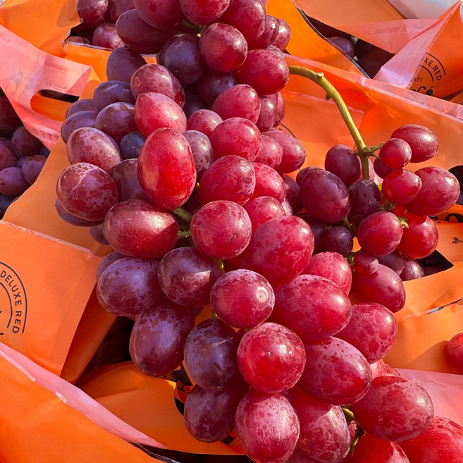 [20브릭스] 캔디하트포도 씨없는 적포도 코튼 캔디포도 솜사탕포도, 1개, 1kg