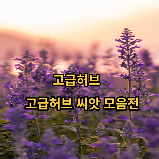 고급허브씨앗, 레몬그라스20립, 1개