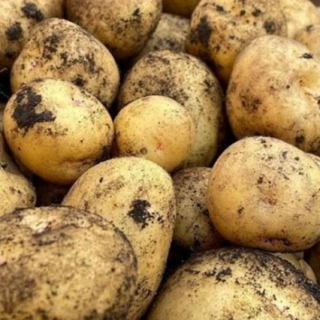 [싱글벙글] 가락시장 직송 국내산 햇감자 1kg (특품), 1세트, 1kg 내외