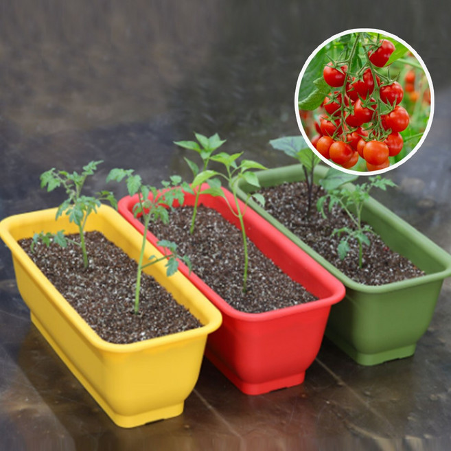 한뼘텃밭화분 모종식물재배체험키트 방울토마토모종, 1개