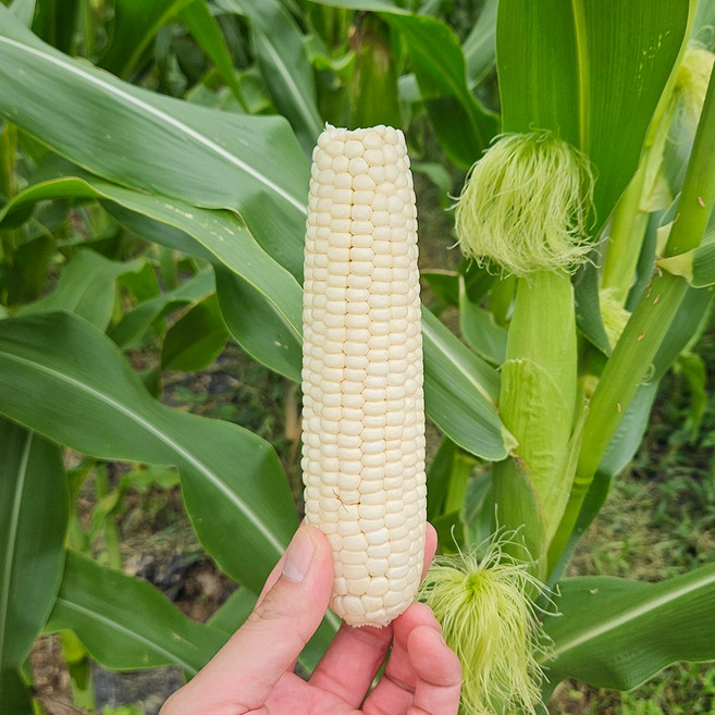 청담농수산 국산 정품 강원도 급냉 미백옥수수, 1개, 5개 (특대)