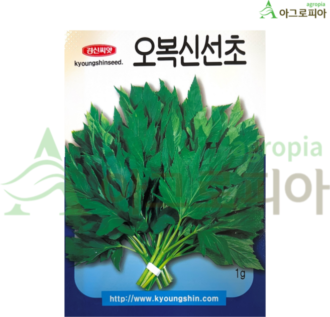 곰취 곤드레 곤달비 어수리 눈개승마 산마늘 부지깽이 취나물 참나물 고들빼기 방아 냉이 곰보배추 씀바귀 신선초 산나물 재래나물 씨앗 씨 종자, 신선초 1g, 1개