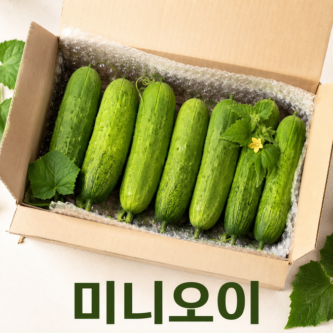 [세종육묘장 직판] 한정판매 국내산 미니오이(중국오이) 20개, 1kg