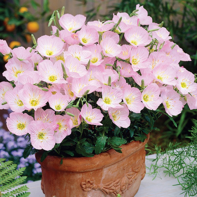 낮달맞이 핑크 3개셋트 노지월동, 1개