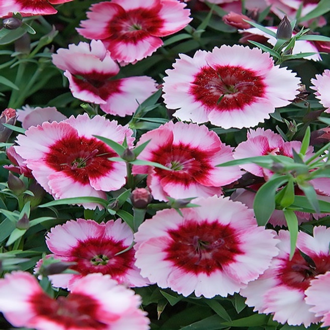 석죽 '슈퍼파르페 라즈베리' [4포트] (복남이네야생화 콤팩트 포인트), 4개