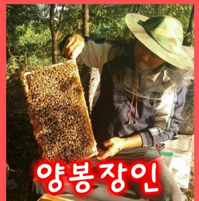 성도벌꿀 100%국내산 천연벌꿀 아카시아꿀2.4kg .감로꿀2.4kg 피나무꿀2.4kg 밤꿀 2.4kg, 밤꿀2.4kg, 1개
