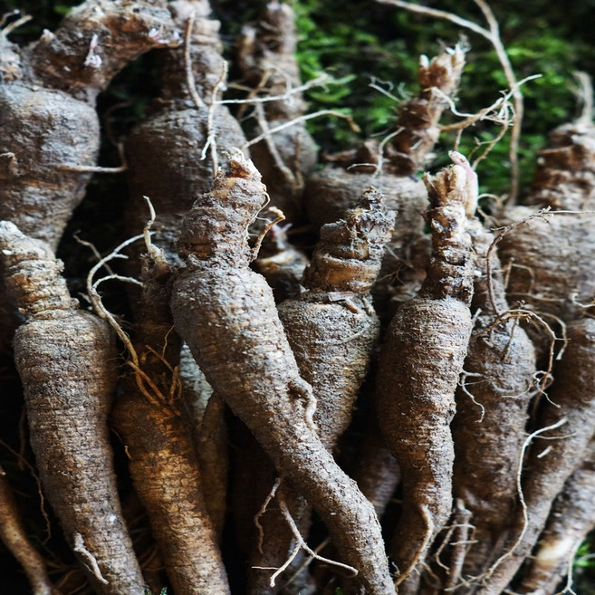 자연산 잔대 야생 잔대 제니생 200g - 강원도정선 높은산 채취, 1개