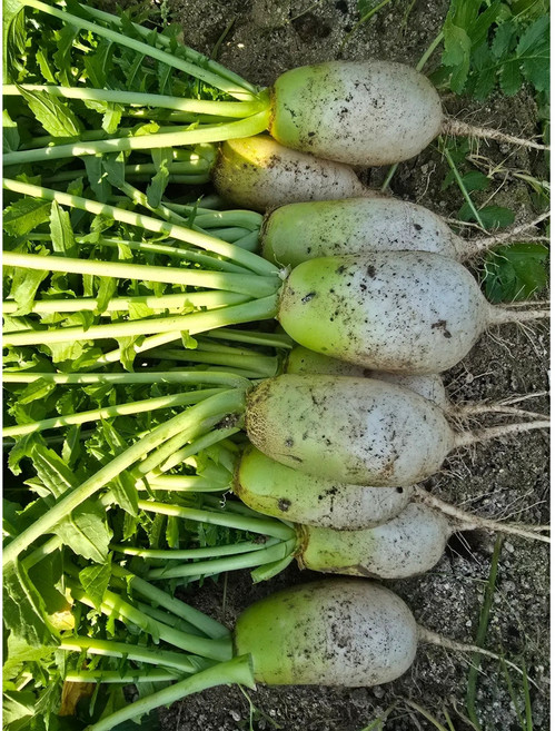 단단한 천수무 동치미용 다발무, 1개, 10kg