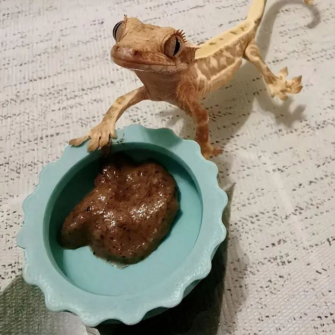 실리콘 먹이그릇 크레스티드게코 카멜레온 도마뱀 파충류 물그릇 밥그릇, 1개, 대 주황