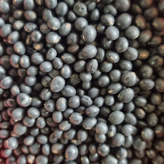 전남 곡성 산지직송 25년산 국산 햇 쥐눈이콩 국내산 약콩, 1박스, 2kg