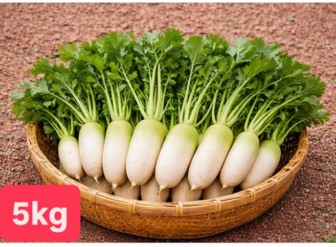 [여수진이네] 당일제조 국내산 여수 알타리무, 1세트, 5kg