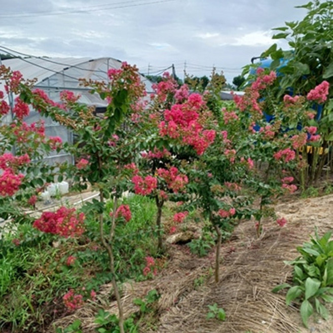 노지월동 배롱나무 다이나마이트 5년생 1주, 다이나마이트(노지월동), 1개