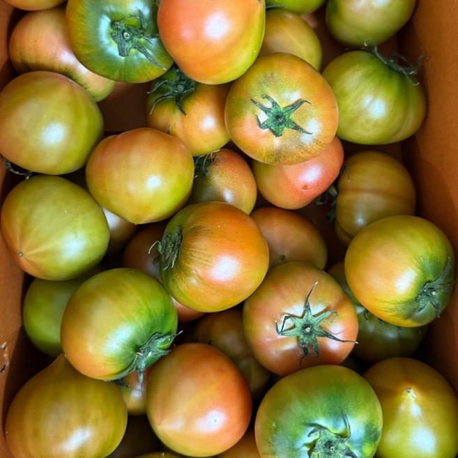 [시즌마감임박]달콤짭짤 황금조화 제철 짭짤이 대저토마토, 1박스, 2.5kg (M)