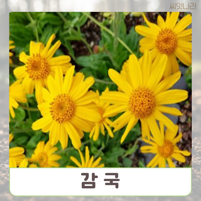 국화차로 좋은 감국 씨앗 15립 꽃씨 나라 희귀 야생화 pur+890WV