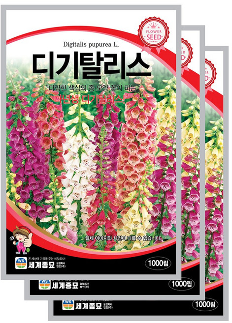 디기탈리스 씨앗 꽃씨 1000립 꽃씨앗 세계종묘 모칸도, 3개