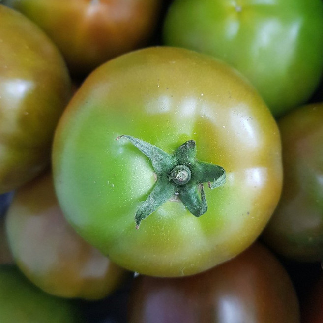 녹음상회 흑토마토, 1개, 5kg