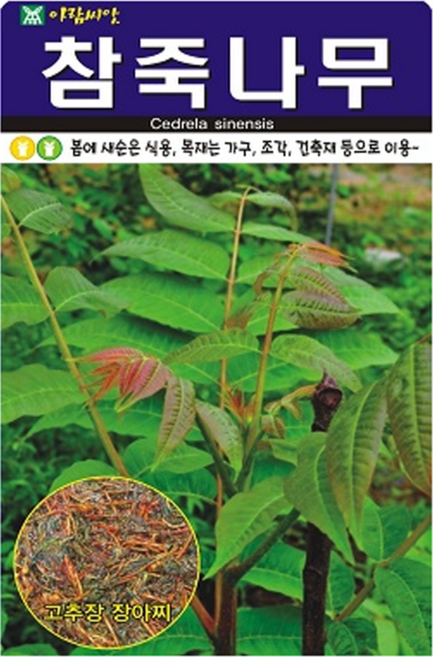 참죽나무 500립>>봄에 새순은 식용 목재는 가구 조각 건축재 등으로 이용, 1개