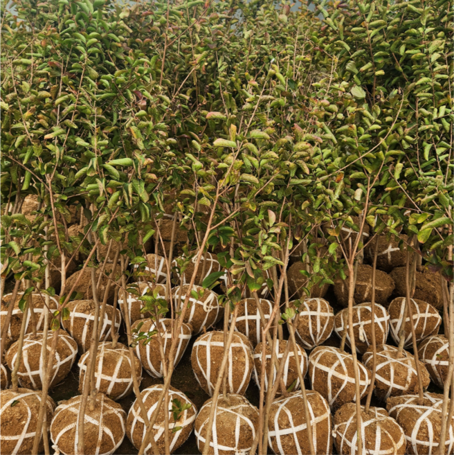 배롱나무 다이너마이트 목백일홍 개화주 분묘