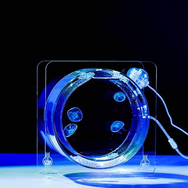 해파리연구소 JELLO4 해파리 키우기 세트, 1개, 투명