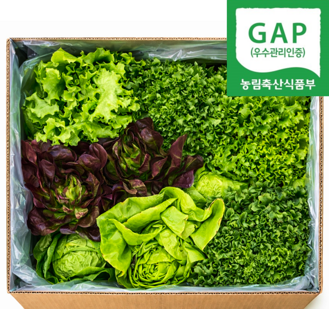 [환불보장] 유러피안 샐러드 쌈채소 GAP인증, 1박스, 600g