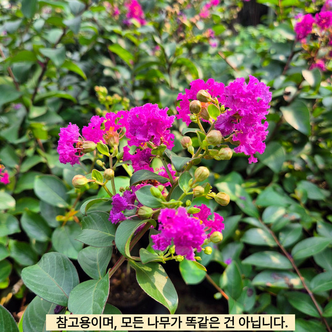 목하원예조경 자금령 백일홍나무 삽목 2년 배롱나무 묘목 목백일홍 퍼플보라 여름꽃 개화주 정원 조경수, 1개