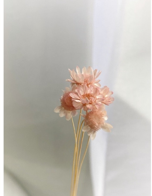大地農園 乾燥花迷你花材組 (小星花/小雛菊) DIY手工藝裝飾, 嫩粉,一入五朵