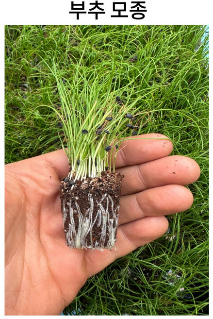 부추 모종 잎넓은부추, 100개