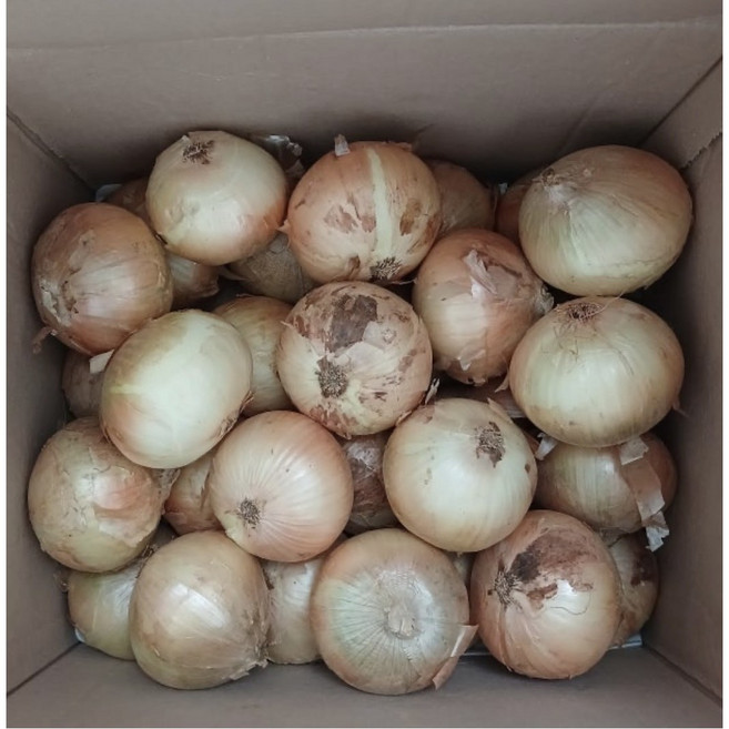 무안 양파 햇양파 업소용 가정용 중 대 사이즈 국내산, 1개, 중 3kg(가정용)