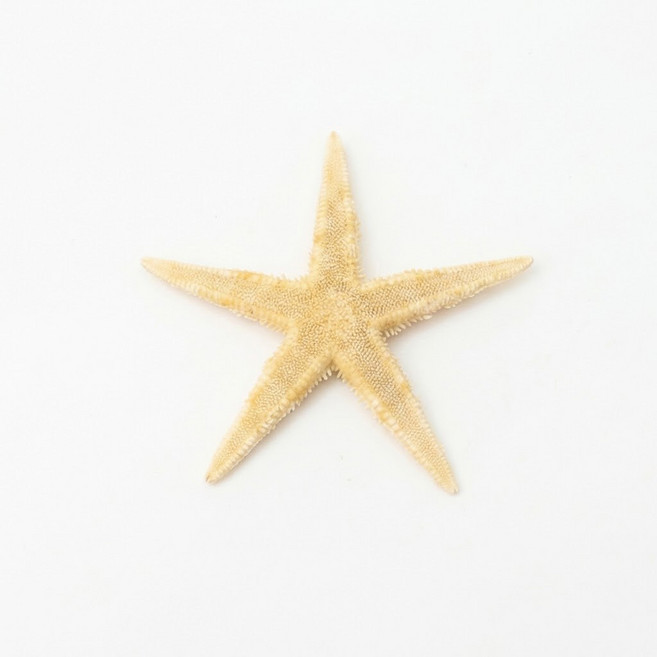 오꿈 조개껍질 조개껍데기 소라껍데기 소라껍질, 49 불가사리 (중), 1박스