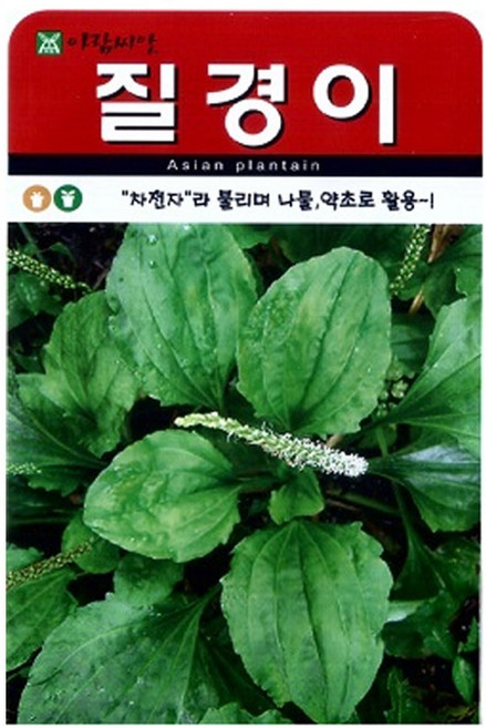 SN월드 씨앗 민속특수씨앗 약초 곰취 냉이 와송 삼채 더덕 도라지 당귀 잔디, 1개