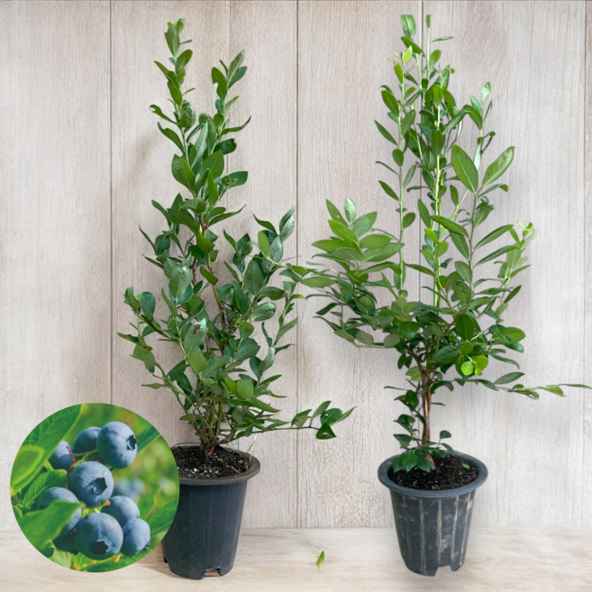블루베리묘목 4년생 나무 결실주 대과종, 1개, 블루베리