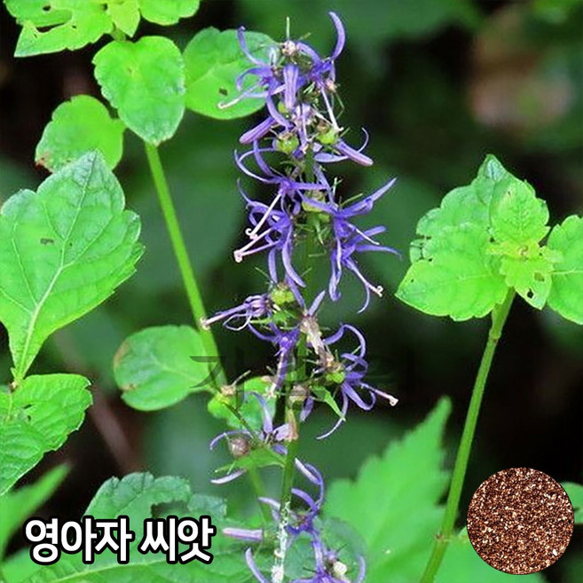 영아자 씨앗 300-400알 영아지씨 산미나리 미나리싹 종자 자람종묘, 1개