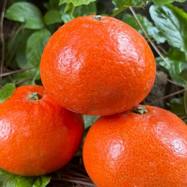 정품 제주 홍매향 홍미향 홍미향귤 빨간귤 썬레드 홍귤, 1박스, 4.5kg(소과)