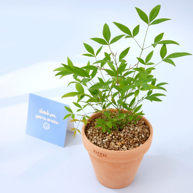 공기정화식물 앙비까사 소형 토분 79종 키우기쉬운 집들이 선물, 남천, 02.앙비까사 스탠다드 3호, 1개