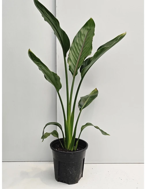 식물공장 슬릿화분 블랙화분 꽃피는 극락조 레기니아 중품 50-70cm 109, 1개 - 쿠팡