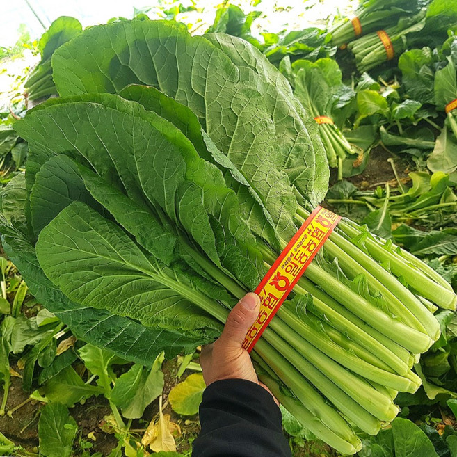 돌산갓 돌갓 생갓, 2kg, 1박스, 2kg